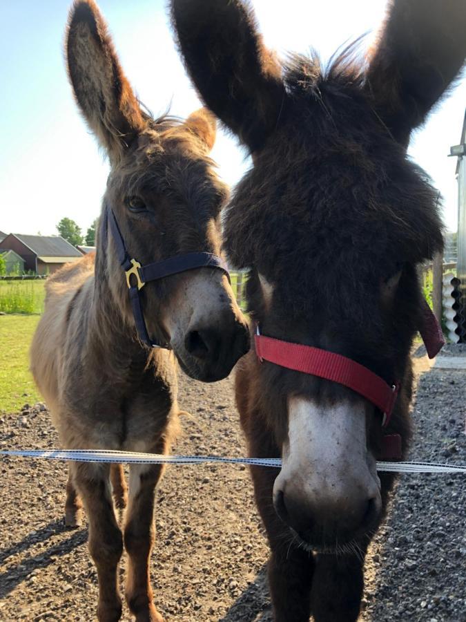 Onder De Boom Bed & Breakfast Gerkesklooster Bagian luar foto